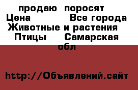 продаю  поросят  › Цена ­ 1 000 - Все города Животные и растения » Птицы   . Самарская обл.